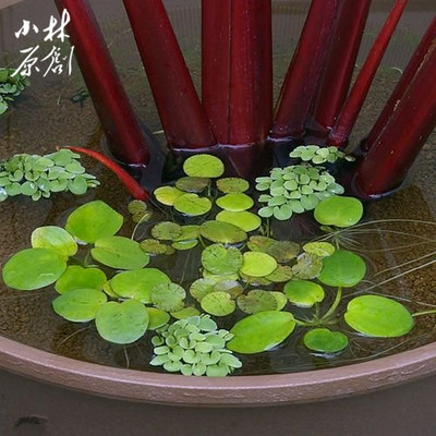 鱼缸浮萍水草活体植物浮性水芙蓉水葫芦肚兜微景观水族箱乌龟缸 小林原创 淘优券