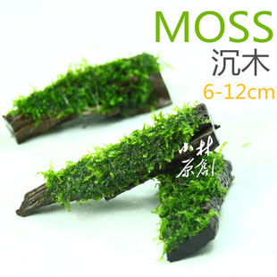 莫斯沉木水草moss摩丝斯鱼缸造景装饰虾缸小摆件小型迷你沉木活体