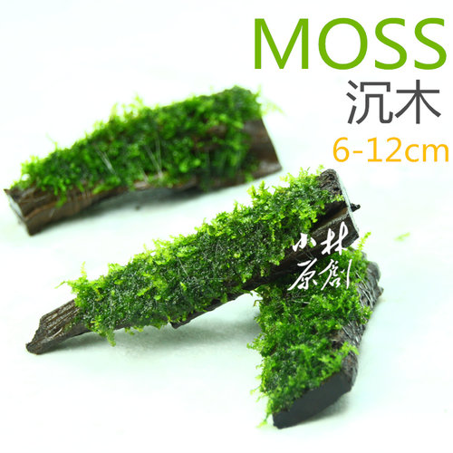 莫斯沉木水草moss摩丝小摆件小型