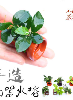 小林原创易养水草小缸鱼虾手造