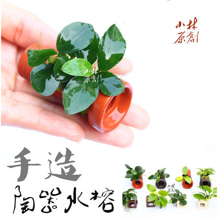 小林原创 易养水草 小缸 迷你缸造景 鱼虾窝 手造陶器土管水榕