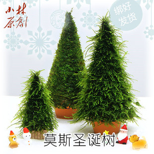 活体莫斯树真水草莫斯圣诞树观赏鱼缸水族箱造景装饰摩丝满额