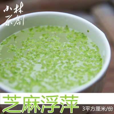 芝麻容易繁殖no2小林厘米浮萍