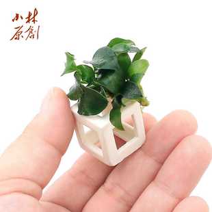 迷你水榕定植水草懒人斗鱼微缸阴性易养小鱼缸生态鱼虾缸造景摆饰