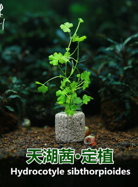 水草天湖胡荽1个定植唯美前景