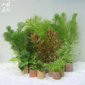 蜈蚣草绿菊水榕小水兰定植淡水坨草金鱼缸水草装 饰古法养鱼造水景