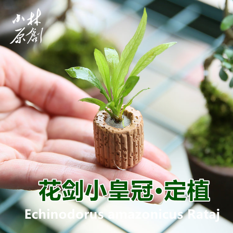 迷你小皇冠水草小缸定植