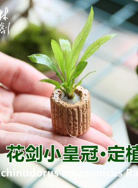 迷你小皇冠水草 花剑小皇冠定植（带定植柱）弱冠 无需co2 易养