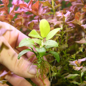 发根株迷你黄金榕小水榕沉木树水草古法养鱼造景溪流迷你原生鱼缸