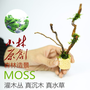 手工鱼缸森林造景莫斯moss摩丝灌木丛真迷你水草真沉木小树林形