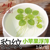 古法养鱼豹纹圆心萍浮萍长须浮萍除氨氮净化水质鱼缸金鱼新手水草