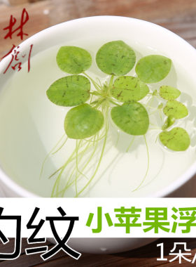 净化水质长须豹纹圆心浮萍