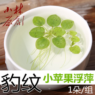古法养鱼豹纹圆心萍浮萍长须浮萍除氨氮净化水质鱼缸金鱼新手水草