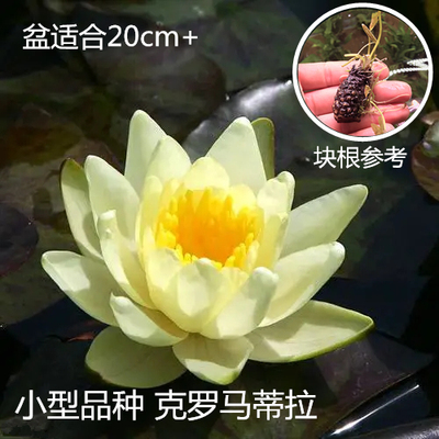 现在流行微小型还会克罗马蒂睡莲