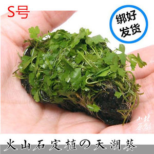 天湖茜/天胡荽火山石定植S号前景鱼缸造景草坪生态瓶雨林植物活体