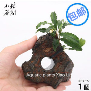新当辣椒榕孔穴火山石定植虾缸水草造景懒人易养阴性水草