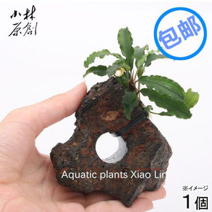 新当辣椒榕孔穴火山石定植虾缸水草造景懒人易养阴性水草