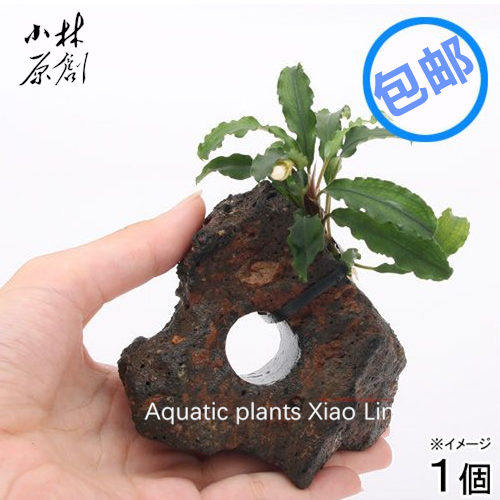 火山石造景辣椒榕阴性