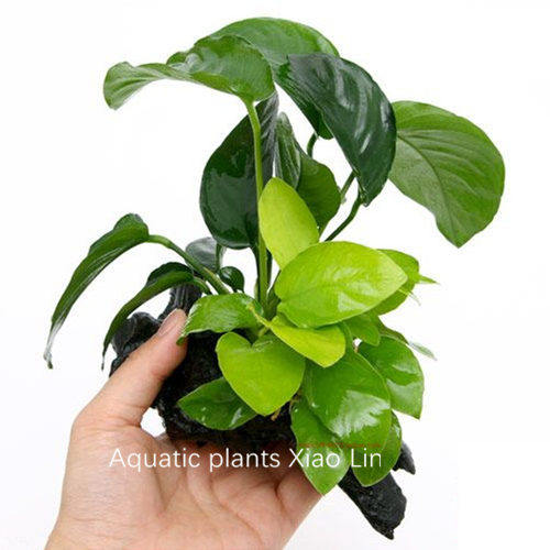金鱼水草入门水草鱼缸造景组合水草黄金小水榕大叶榕沉木定植 - 封面