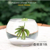 香蕉草活体鱼缸景观前景懒人草新手易养浮萍金鱼水族箱治愈系