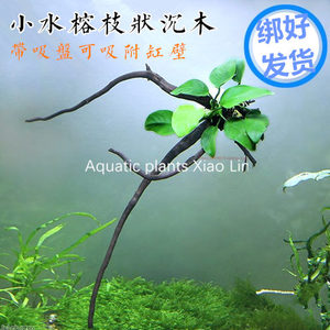 DIY创意活体水草带吸盘沉木小水榕懒人水族箱造景装饰阴性水草
