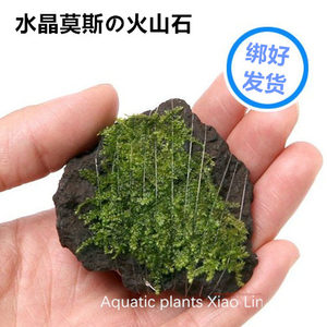 水晶莫斯の火山石定植 桌面水族箱生态水草鱼缸造景石装饰真水草