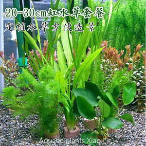 活体真水草水族箱新手水草造景套餐生态鱼缸乌龟观赏鱼装饰