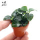 迷你小水榕陶杯定植水草阴性水榕真水草活体