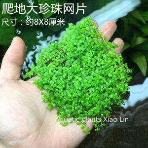 爬地大珍珠草坪网片定植前景草活体水草懒人造景迷你矮速成真水草