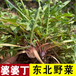 四季可种东北野菜可药食用婆婆丁蒲公英种子籽多年生秋冬阳台盆栽