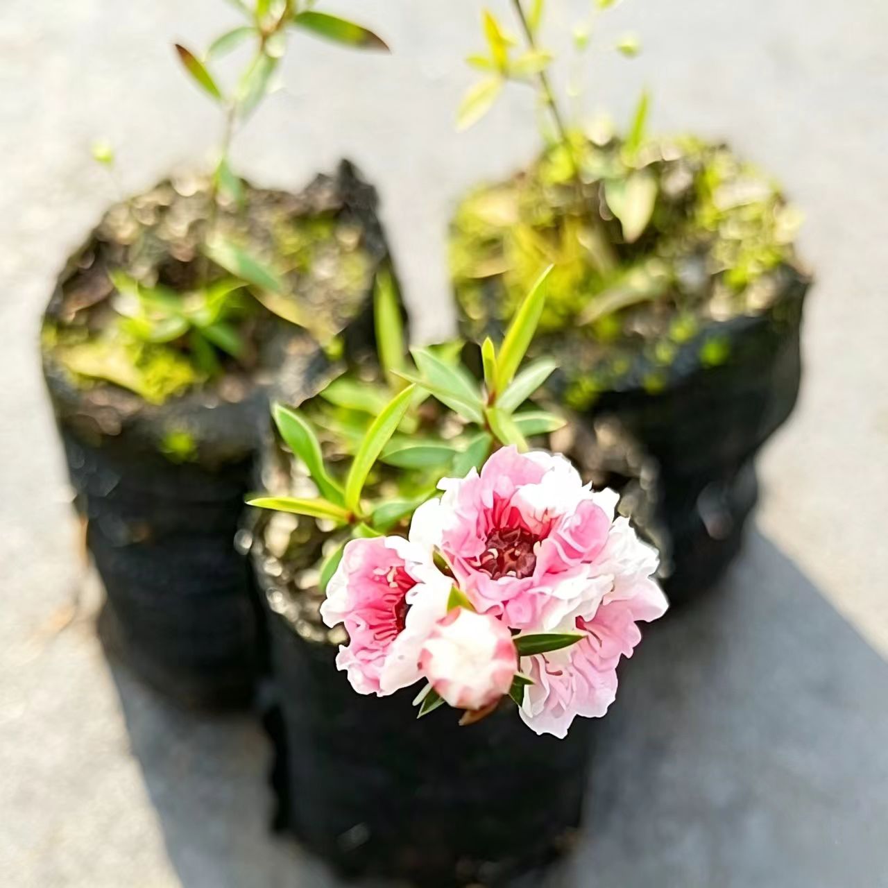 松红梅多年生盆栽苗耐寒可以提取观赏自己开花用于工程