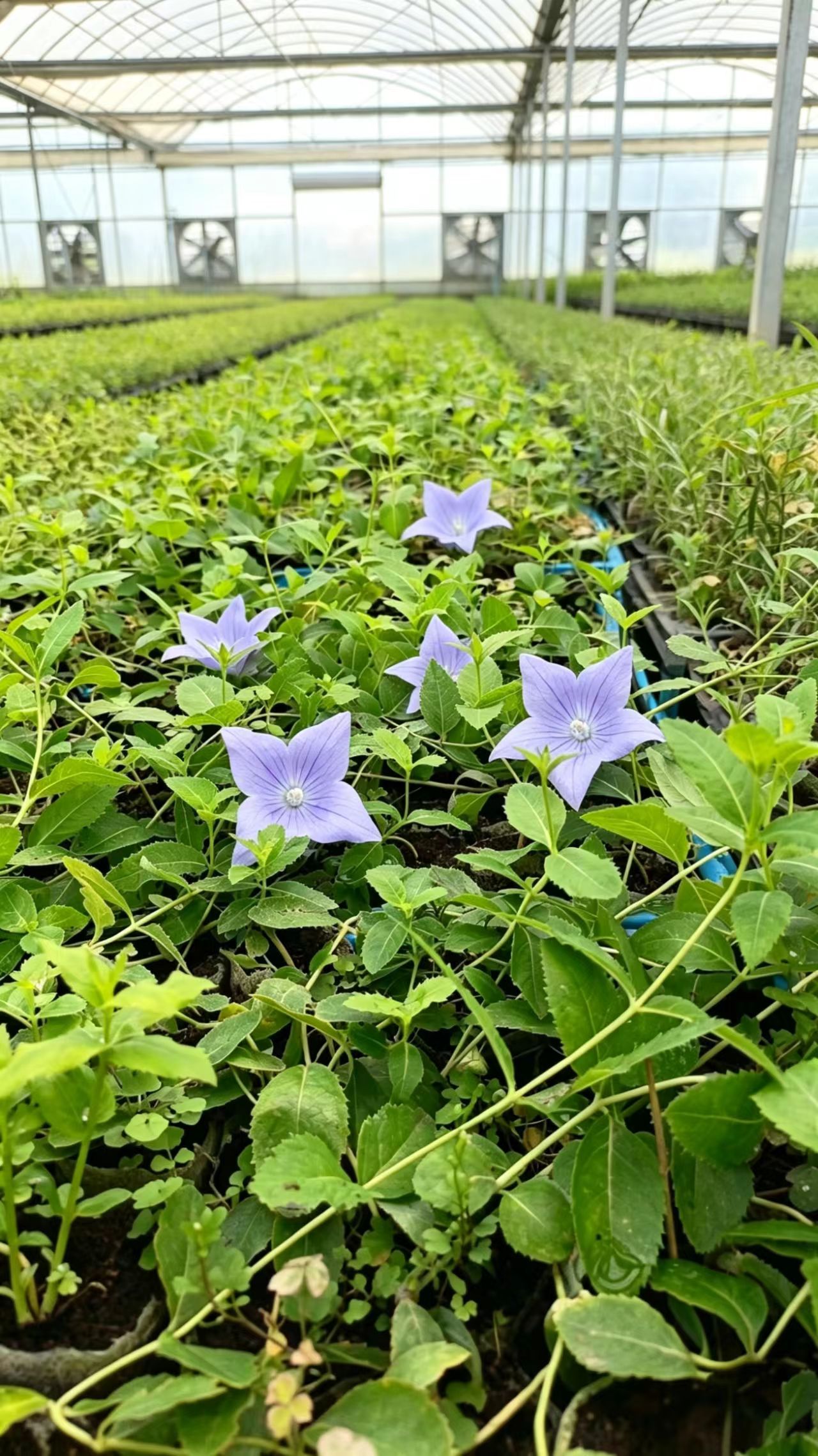 源头直供多年生桔梗苗无纺布杯装易成活高成活率中药材直销优选
