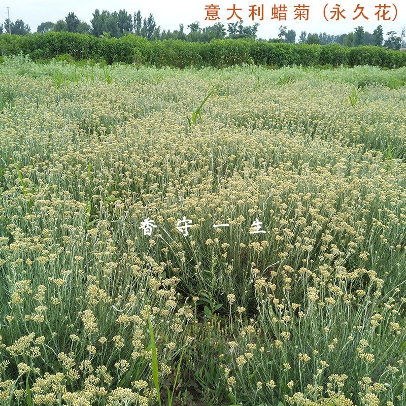 意大利蜡菊永久鲜花提取纯露上合