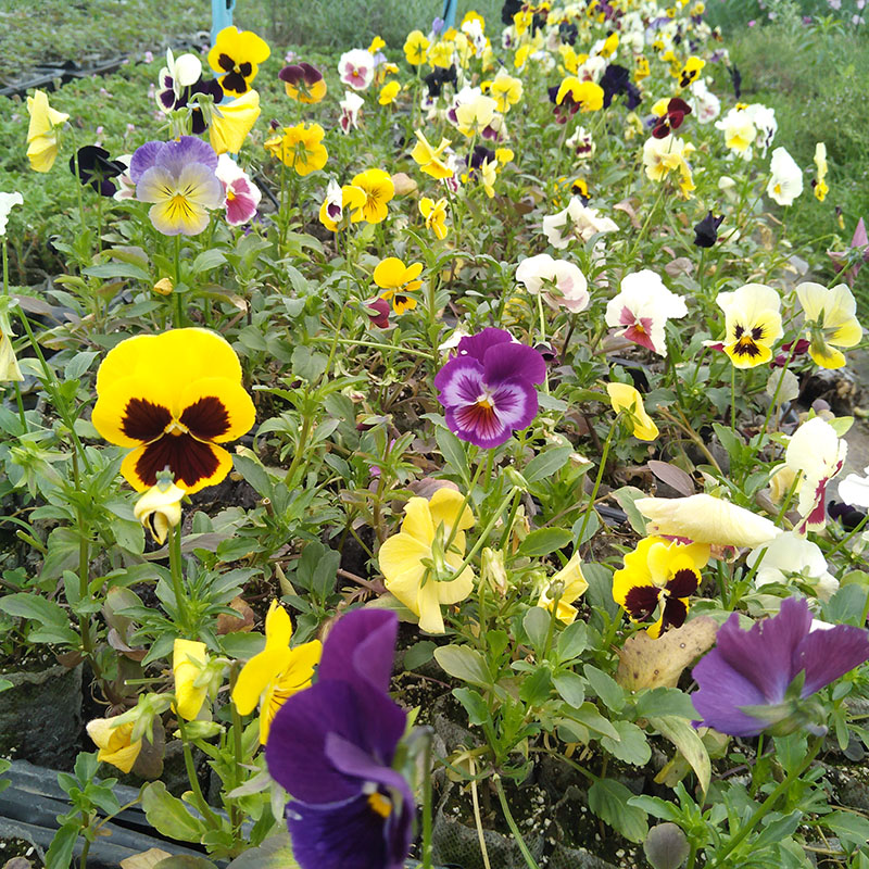 角堇三色堇花苗花种盆栽 新鲜三色堇食用花 猫脸花耐寒宿根花卉