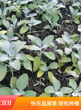 芳香/巴格旦/凤梨/快乐鼠尾草种子种苗盆栽芳香植物厨房多年生