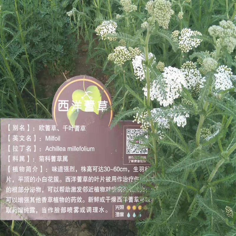 西洋千叶蓍milfoil蓍草鲜叶香草