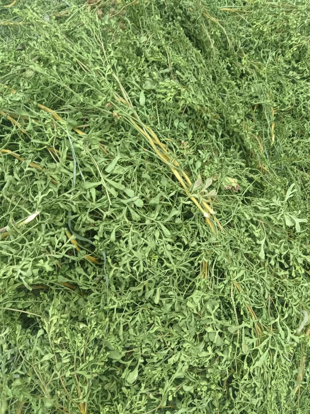 芸香草防虫干枝叶灵香臭草调香原料古籍防蠹驱蝇图书档案馆衣柜防