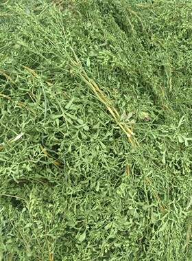 芸香草防虫干枝叶灵香臭草调香原料古籍防蠹驱蝇图书档案馆衣柜防