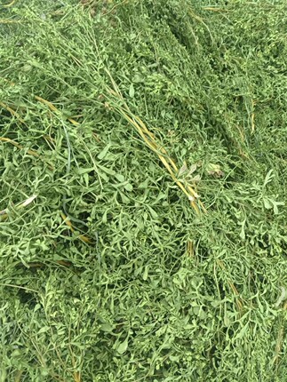 芸香草防虫干枝叶灵香臭草调香原料古籍防蠹驱蝇图书档案馆衣柜防