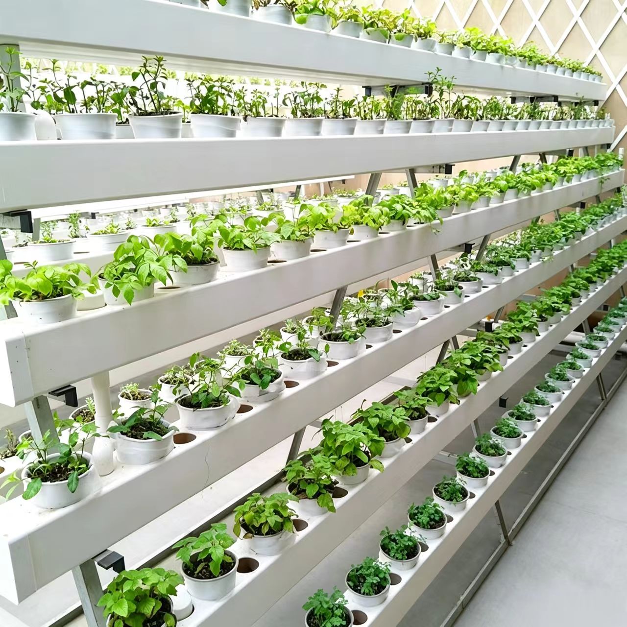 薄荷迷迭香牛至罗勒九层塔百里香香草植物