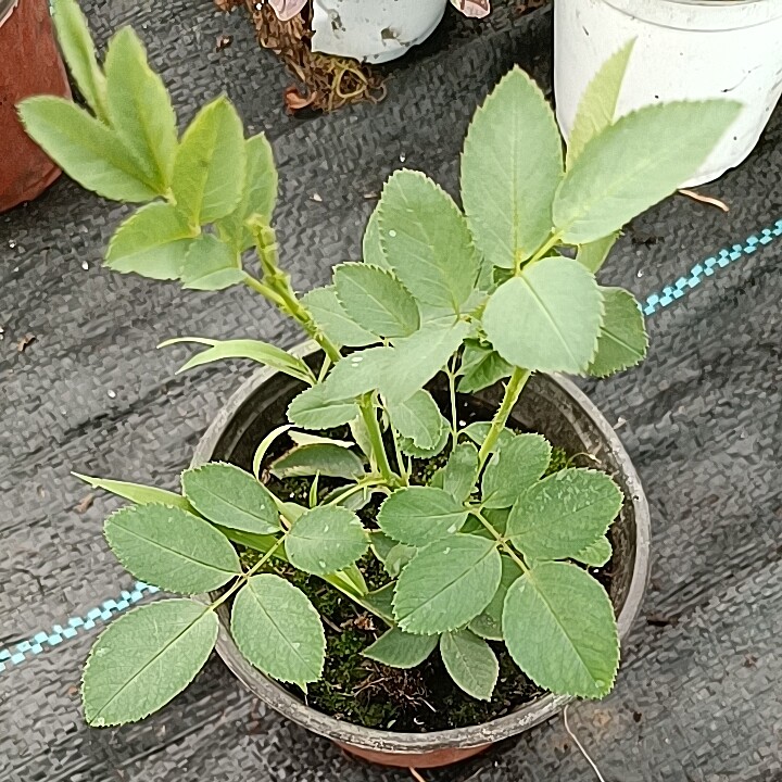蔷薇爬墙梅盆栽多年生耐寒工程用苗