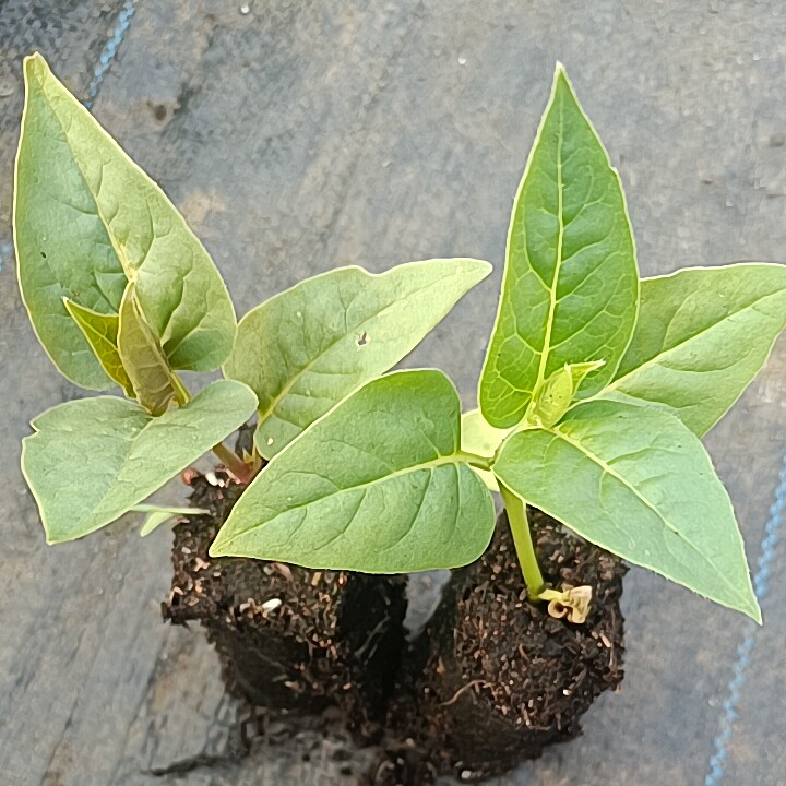 紫茉莉地雷花晚饭花胭脂花盆栽苗草本植物一年生玫红色花色