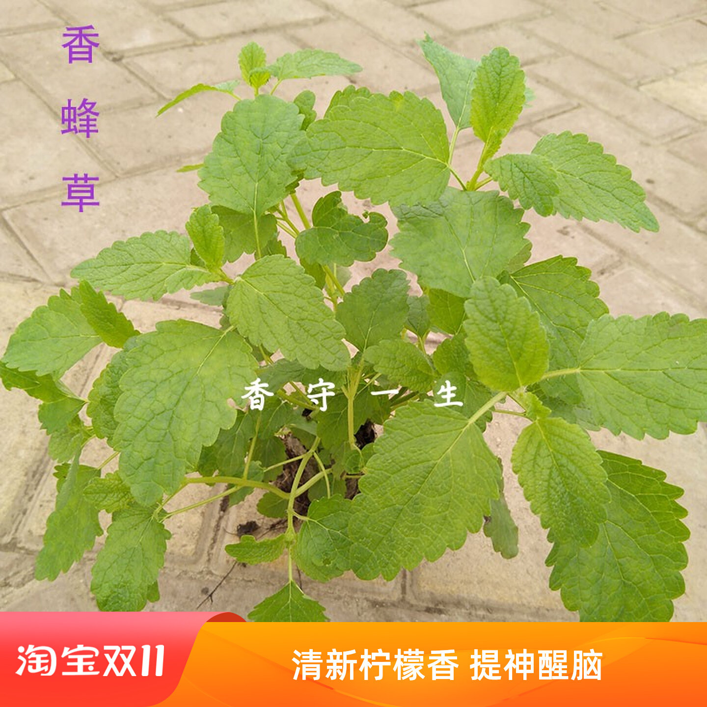 香蜂草苗柠檬香蜂草吸毒草盆栽种子香蜂草鲜叶香蜂草干叶柠檬薄荷