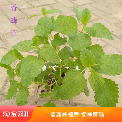 香蜂草苗柠檬香蜂草吸毒草盆栽种子香蜂草鲜叶香蜂草干叶柠檬薄荷