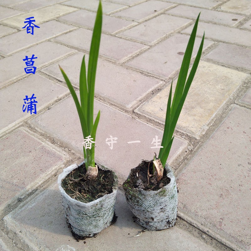 神奇植物室内庭院工程绿化净化
