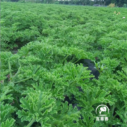 驱蚊植物草绿植组合：天竺葵类/柠檬香茅草/芸香/薄荷类/迷迭香类