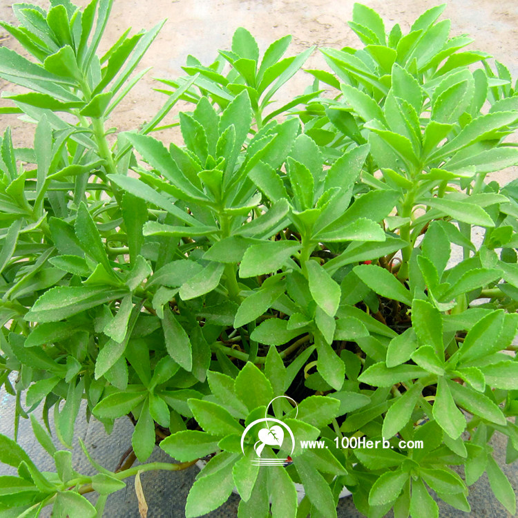 养心菜救心菜救心草高钙菜景天三七菜费菜种苗盆栽新鲜野生菜满六