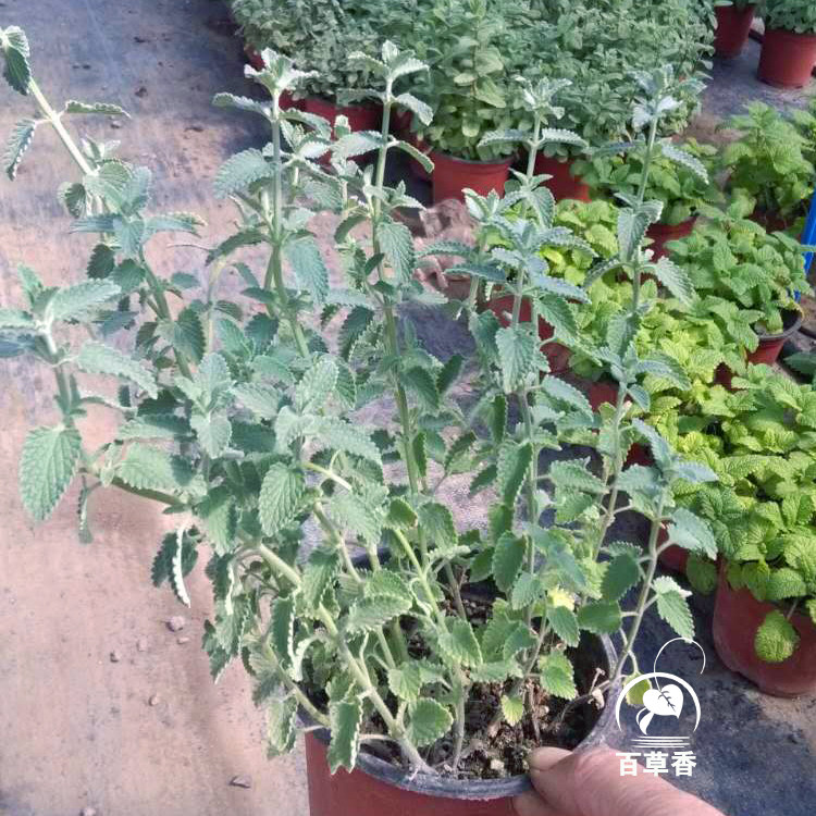 猫薄荷猫穗草假荆芥凉薄荷驱蚊芳香植物盆栽苗白花紫花薄荷盆栽图片