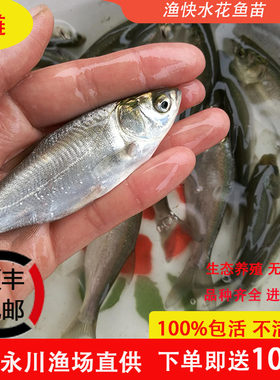 重庆永川白鲢花鲢淡水四大家鱼
