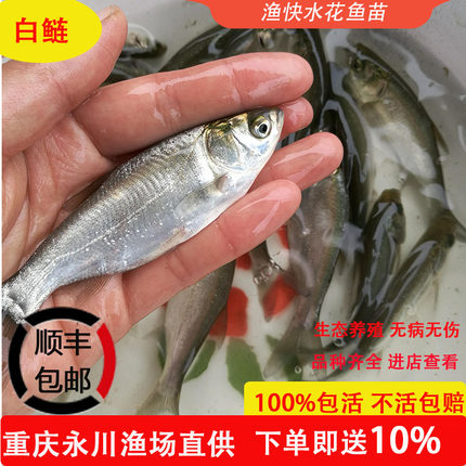 白鲢花鲢水花鱼苗大头鱼四大家鱼淡水养殖活体重庆永川小雄渔场